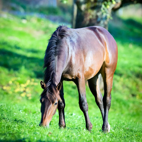 Equine Gastric Ulcer Syndrome
