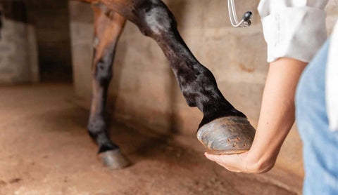 Equine Arthritis