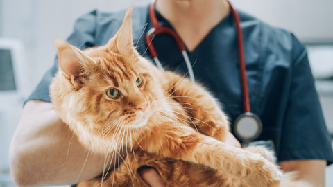 Feline hyperthyroidism