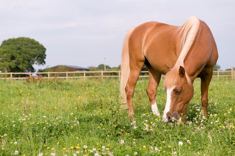 Equine Atypical Myopathy