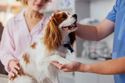 Canine Osteoarthritis