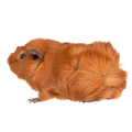 Guinea Pig