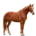 Horse Skin