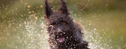 Dog playing in water with a blurred green background