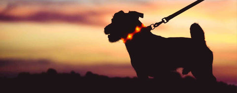 Silhouette of a dog on a leash against a sunset sky