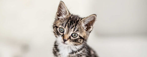 Striped kitten looking directly at the camera on a plain background
