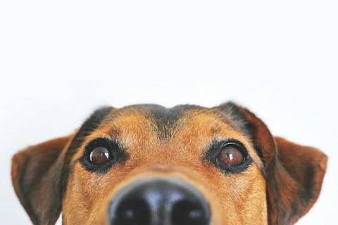 Millions of pet owners could be overpaying for pet medicines, here’s how to cut costs NOW