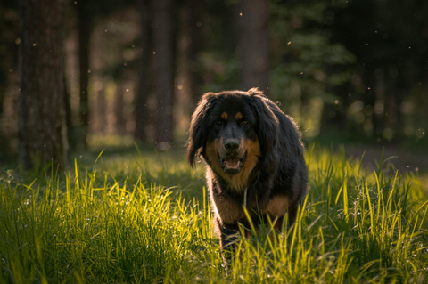 Five hidden spring threats every dog owner should know