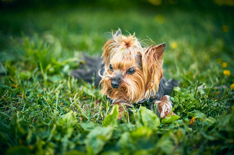Vet issues spring grass seed warning for dog owners