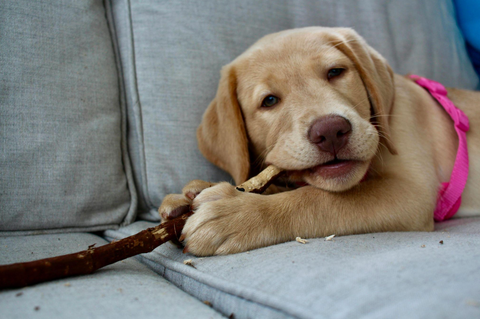 THE DEPOSIT CHECKLIST: Vet reveals how to stop four-legged flatmates costing you £1,585 under Renters' Rights Act