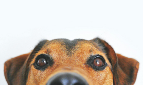 Millions of pet owners could be overpaying for pet medicines, here’s how to cut costs NOW