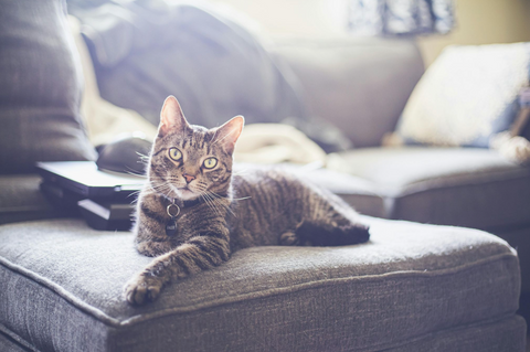 Pet shedding season: how your cosy throws are the secret to a fur-free home