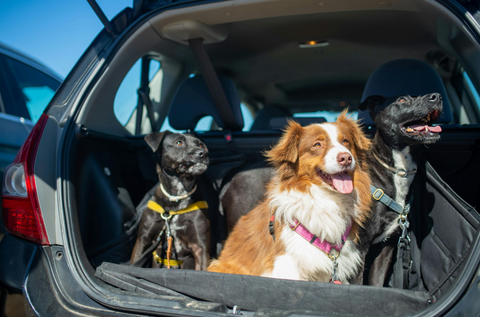 Vet reveals the £5,000 travel mistake putting dogs at risk this Bank Holiday