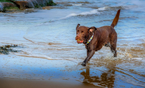 Vet warns dog owners of common seaside hazard that can cause ‘serious illness’