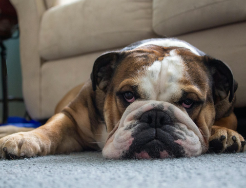 Dog thefts in West Yorkshire drop by 37%, but 99% of thieves still evade prosecution