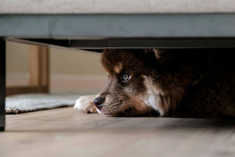 Vet shares simple unwashed sock tip to keep pets calm during fireworks on Bonfire Night