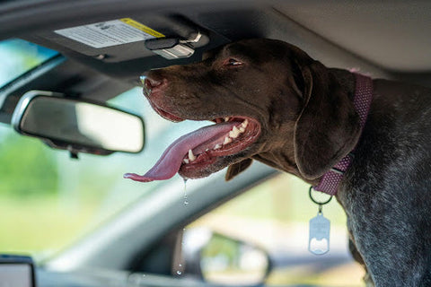 Vet shares the most dog-friendly way to travel this Christmas - and how to keep pets calm on long journeys
