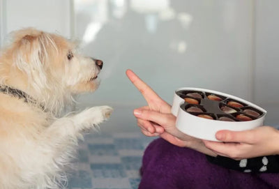 Canine Chocolate Toxicity