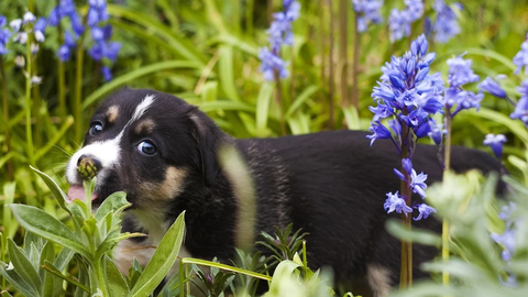 The Ultimate Guide to Pet-Friendly Plants