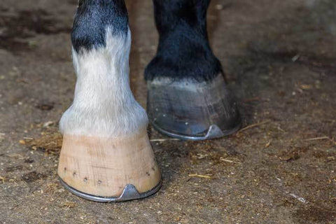 Hoof Health in Horses: What to Look For and How to Keep Them Sound