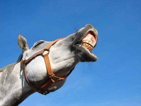 Tips and Tricks for Administering Medication to Horses