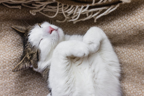 Cat Calmers