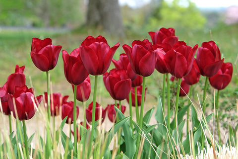 Poisonous Spring Plants