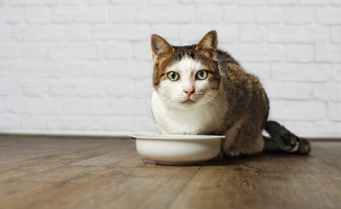 Picky Eating in Cats: Why It Happens and How to Help