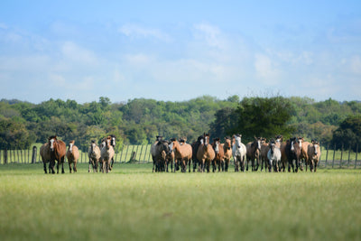 Horse Subscribe and Save