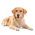 Canine Cushings