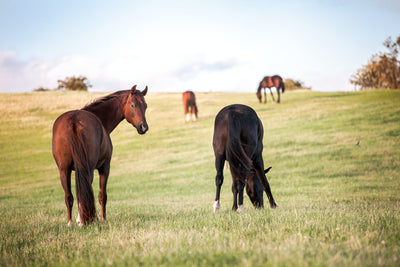 Horse Fly Control
