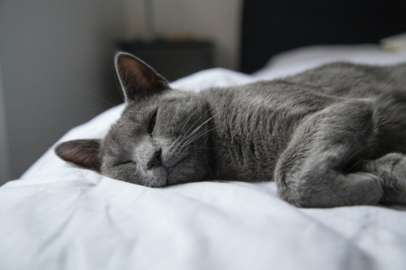Cat Wormers