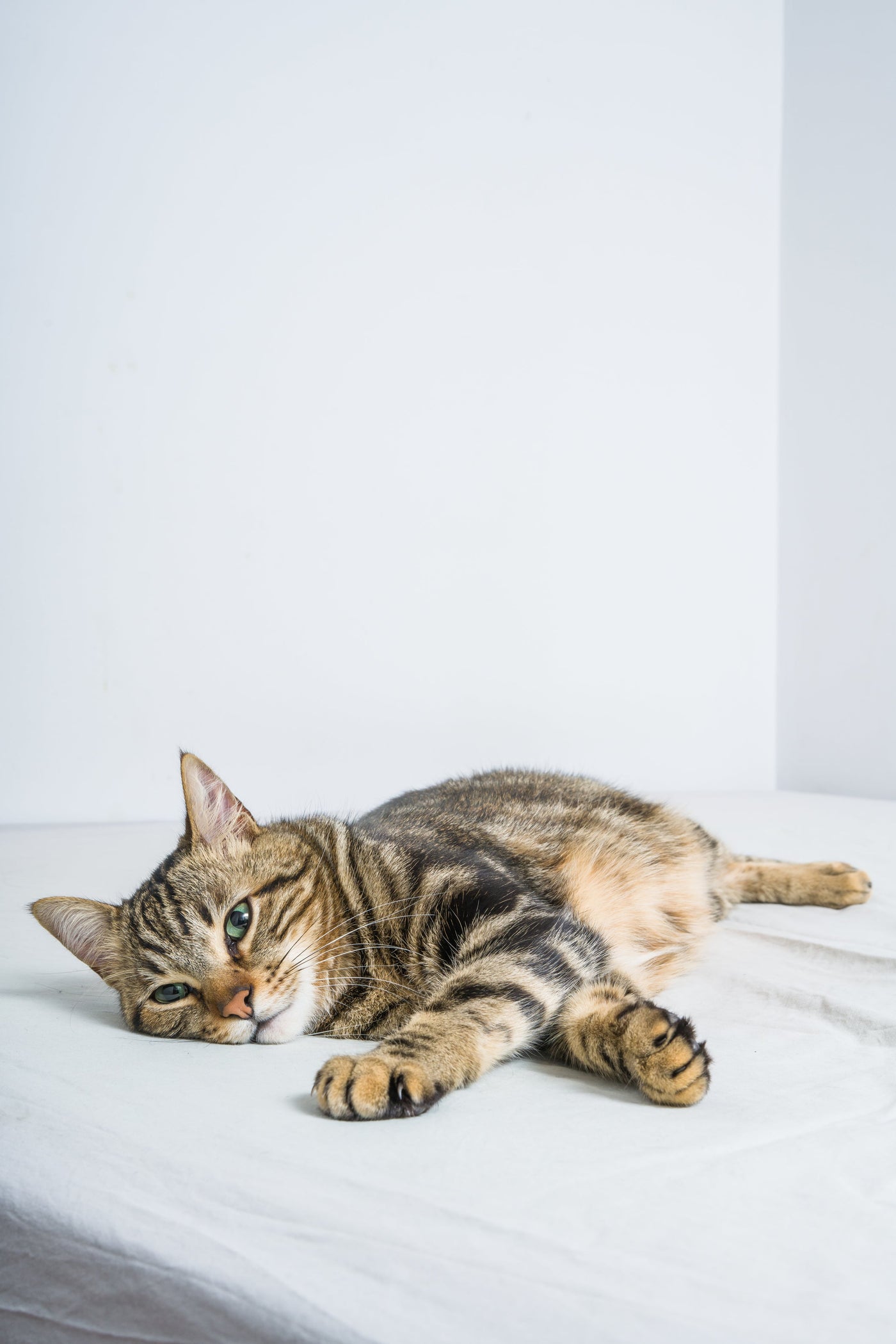 Cat Subscribe and Save