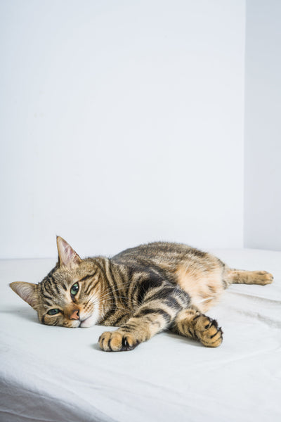 Cat Subscribe and Save