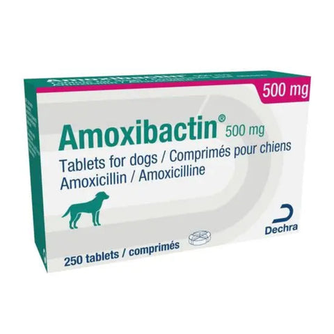 A box of Amoxibactin 500 mg tablets for dogs, manufactured by Dechra. The packaging is white with teal text and graphics, a teal dog silhouette, and a magenta band at the top right indicating '500 mg'.