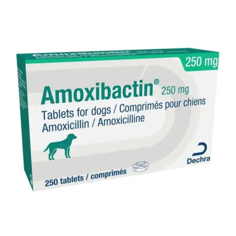 A box of Amoxibactin 250 mg tablets for dogs, manufactured by Dechra. The packaging is white with teal green accents, featuring a teal dog silhouette and product text.