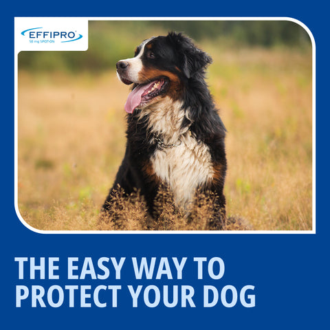 Effipro spot on for dogs - 4 pipettes