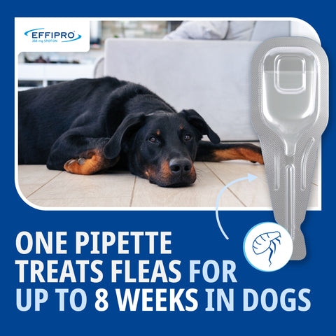 Effipro spot on for dogs - 4 pipettes