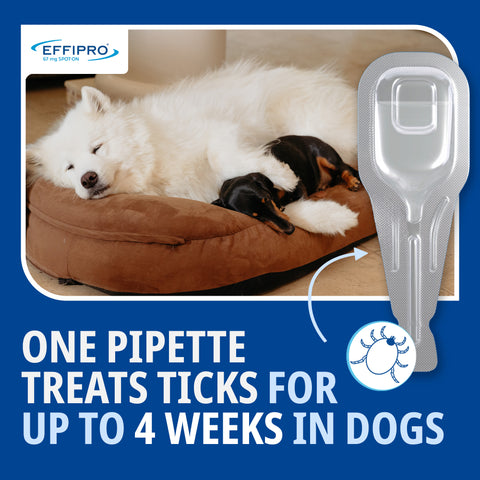 Effipro spot on for dogs - 4 pipettes