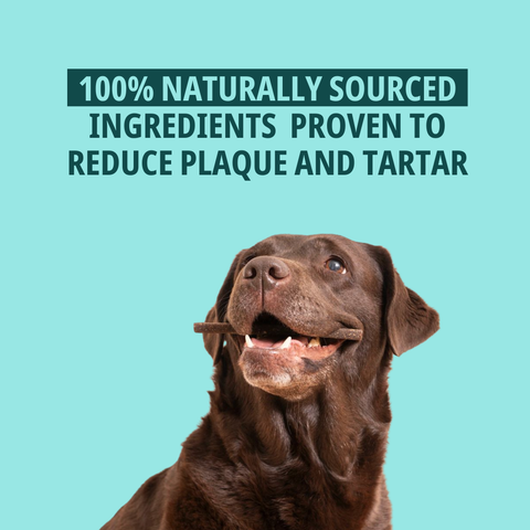 VeggieDent® FR3SH™ Dental Chews for Dogs