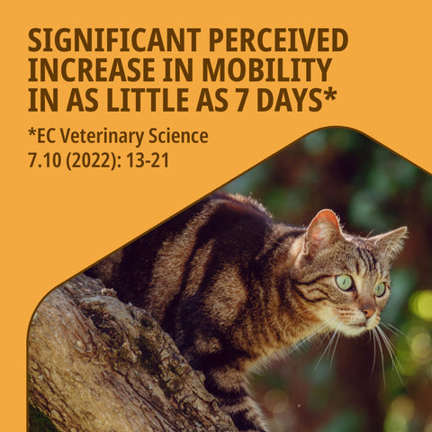 Movoflex Joint and Mobility Supplement Soft Chews for Cats