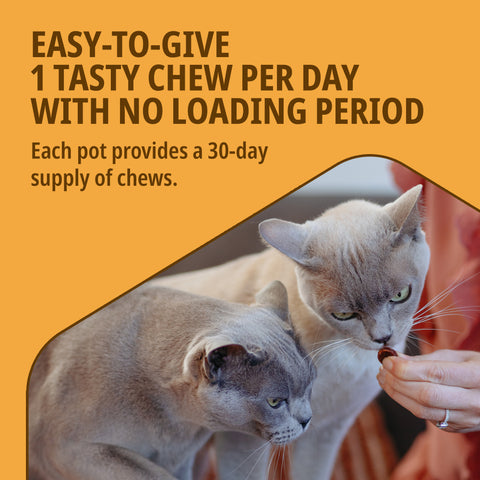 Movoflex Joint and Mobility Supplement Soft Chews for Cats