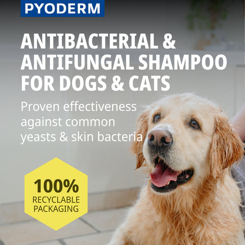 Pyoderm Shampoo 250ml