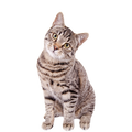 Cat Flea