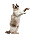 Cat Food and Treats