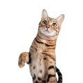 Cat Litter