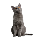Cat Prescriptions