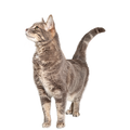 Cat supplements