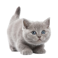 Cat wormers