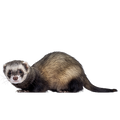 Ferret